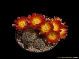 Sulcorebutia azurduyensis AW139 3307